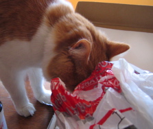 A cat sticking its nose into the package
