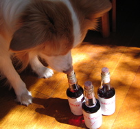 NooNoo sniffing the bottles